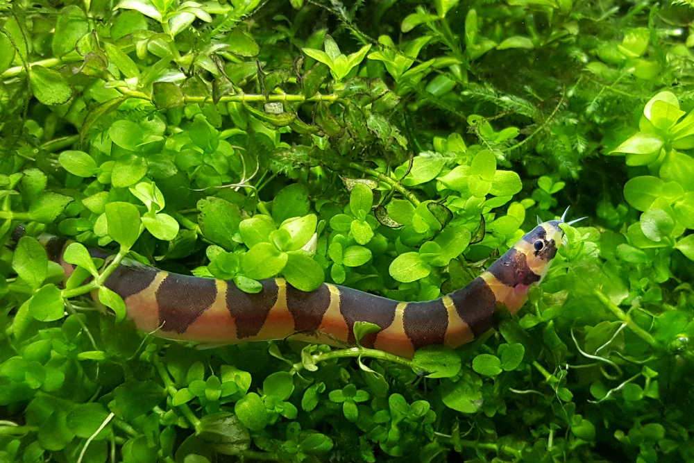 Care Guide for Kuhli Loaches – The Coolest Oddball Fish for Beginners - Aquarium Co-Op