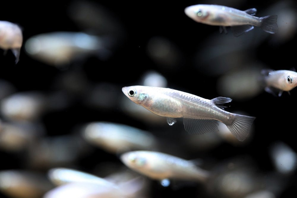 Care Guide for Medaka Rice Fish — Best Cool Water Fish for Beginners - Aquarium Co-Op