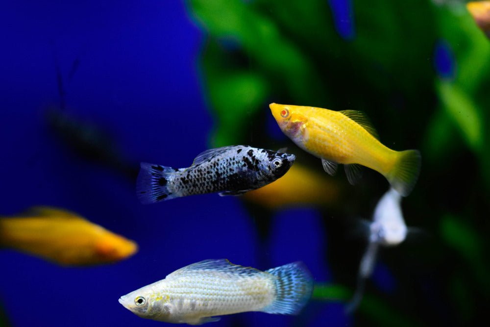 Care Guide for Mollies – Feeding, Breeding, and Tank Mates - Aquarium Co-Op