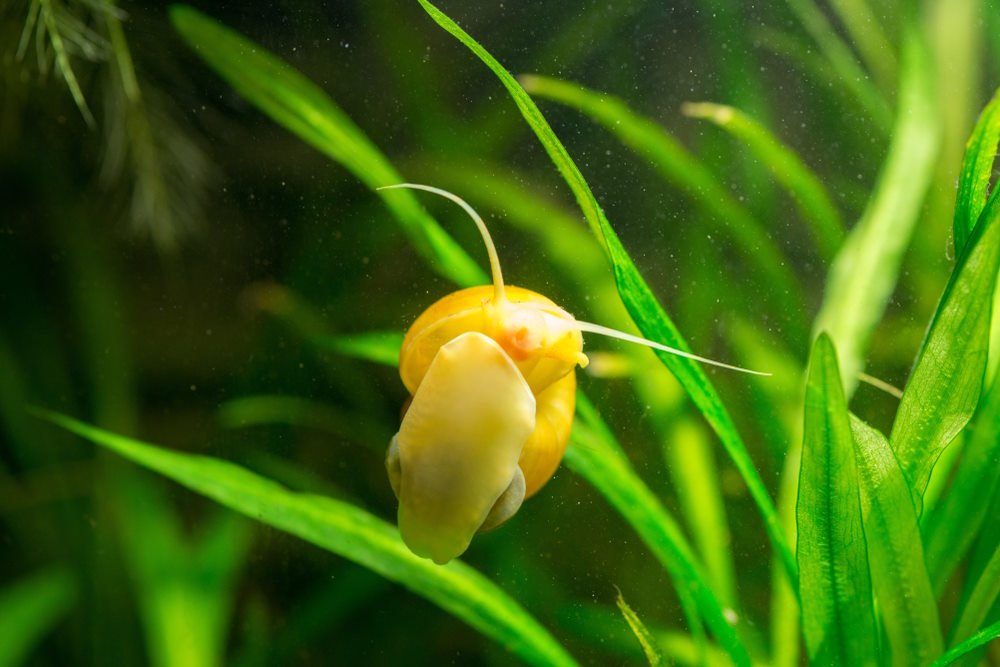 Care Guide for Mystery Snails — Entertaining and Useful Scavenger - Aquarium Co-Op