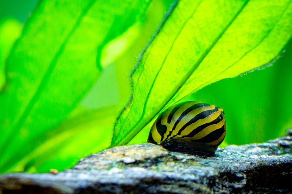 Care Guide for Nerite Snails – Favorite Nano Algae Eater - Aquarium Co-Op