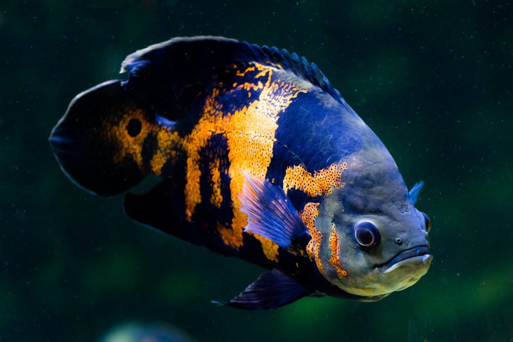Care Guide for Oscar Fish – The South American “Water Dog” - Aquarium Co-Op