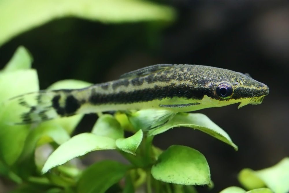 Care Guide for Otocinclus Catfish — Peaceful, Schooling Algae Eater - Aquarium Co-Op
