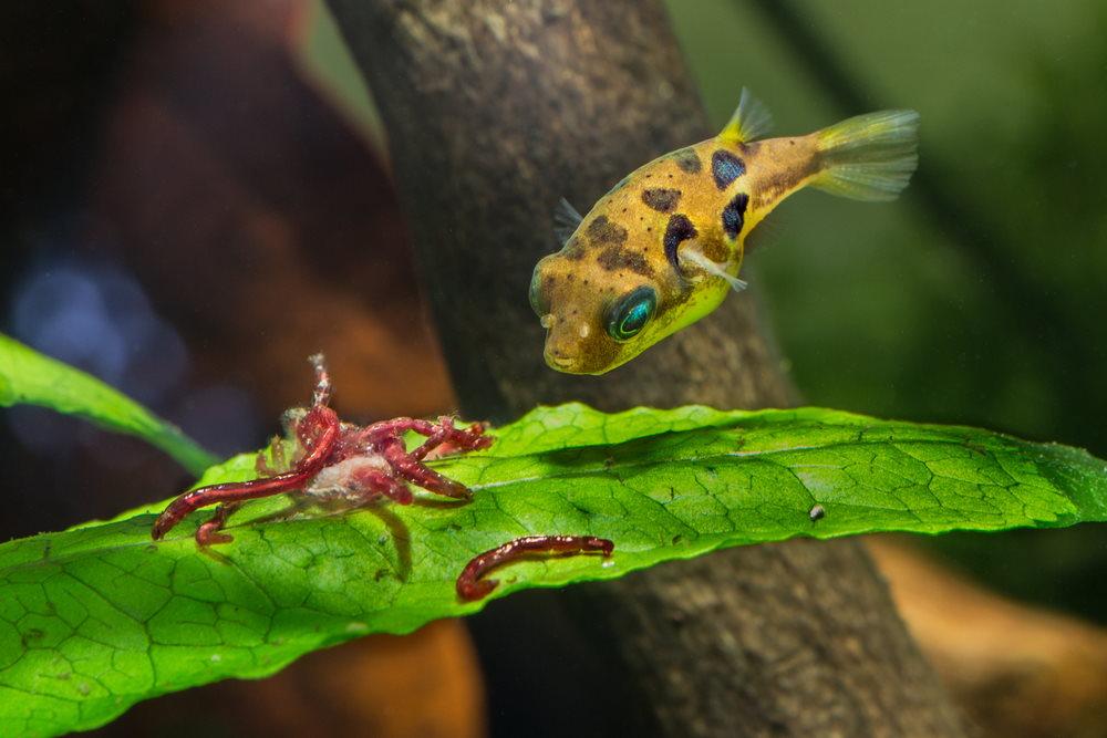 Care Guide for Pea Puffers – The Smallest Pufferfish in the World - Aquarium Co-Op