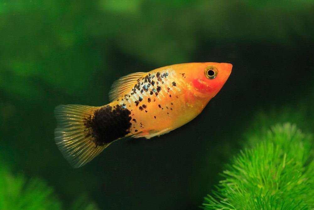 Care Guide for Platy Fish – Feeding, Breeding, and Tank Mates - Aquarium Co-Op