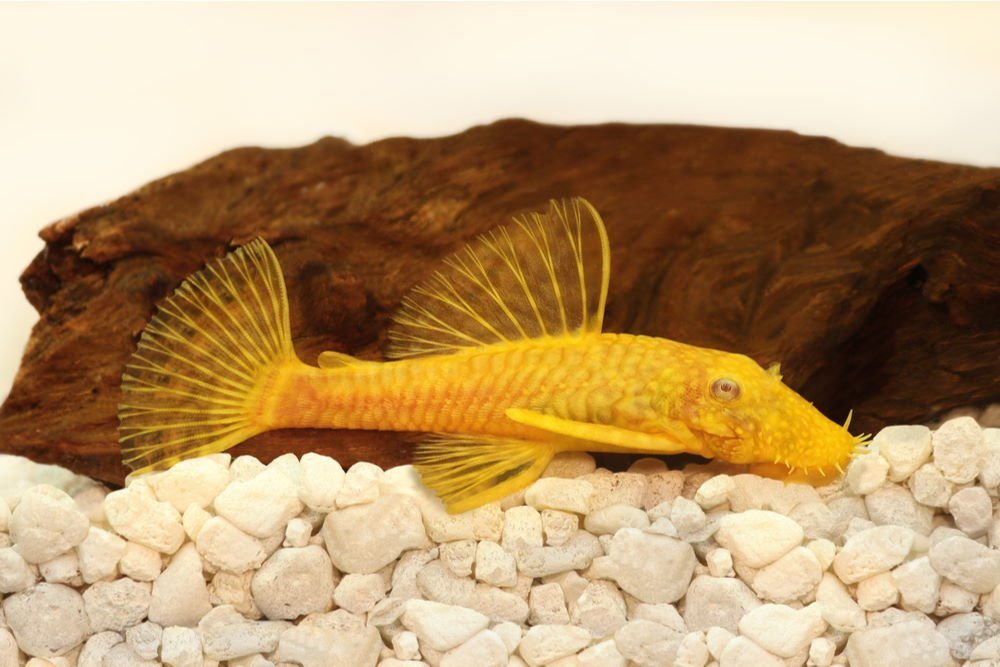 Care Guide for Plecos – The Mighty Armored Catfish - Aquarium Co-Op