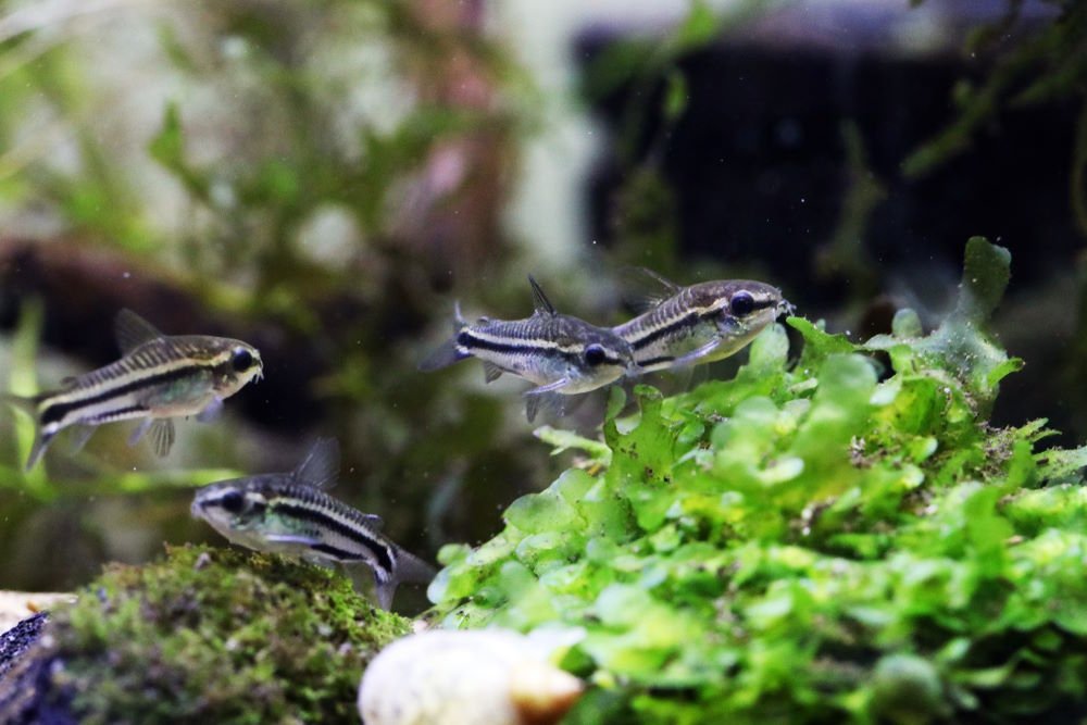 Care Guide for Pygmy Corydoras – The World’s Tiniest Cory Catfish - Aquarium Co-Op
