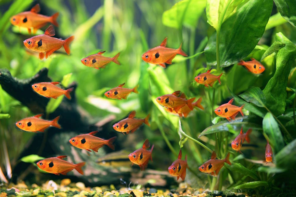 Care Guide for Red and Black Phantom Tetras — Housing, Food, & More - Aquarium Co-Op