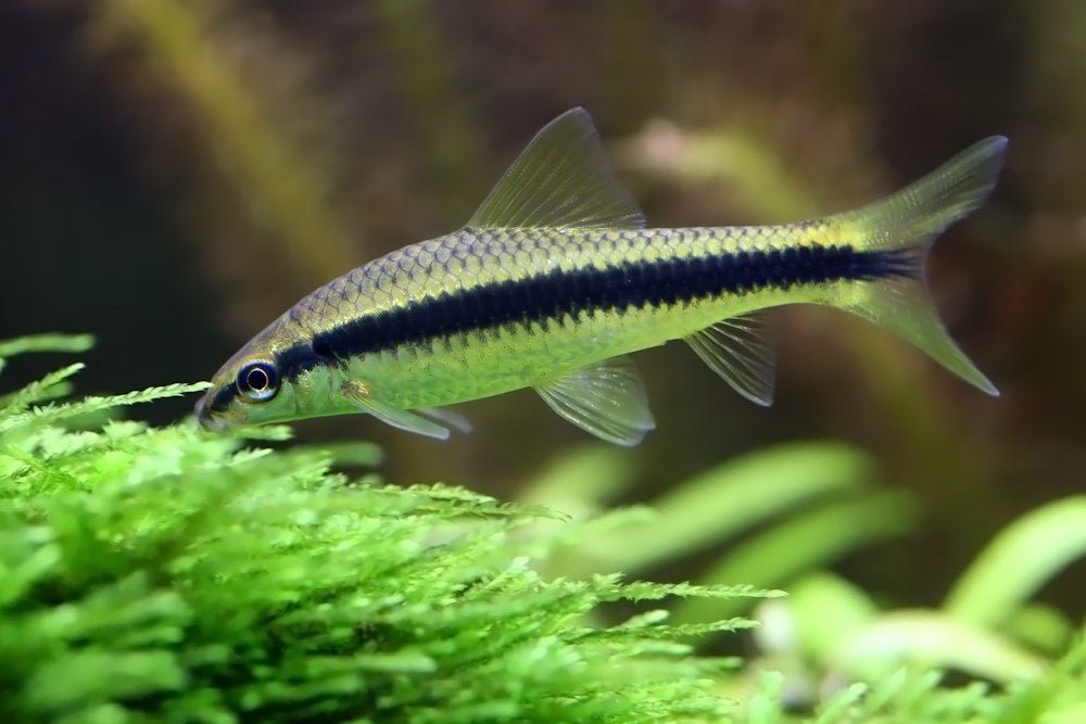 Care Guide for Siamese Algae Eaters (SAE) — Housing, Food, and More - Aquarium Co-Op