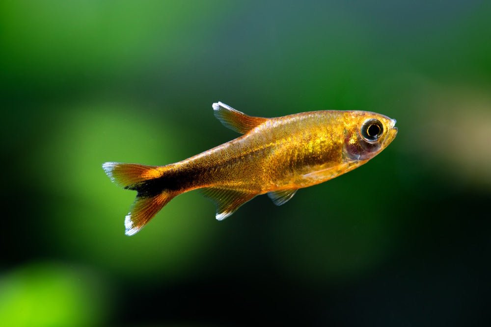 Care Guide for Silver Tip Tetras — Fun and Interactive Schooling Fish - Aquarium Co-Op
