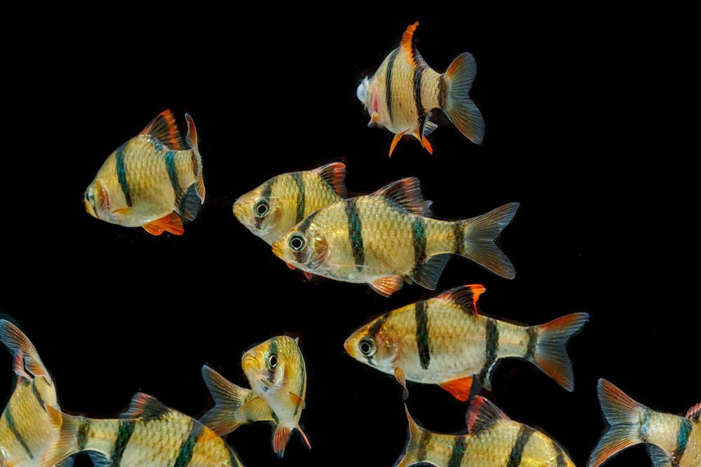 Care Guide for Tiger Barbs – Colorful and Rowdy Schooling Fish - Aquarium Co-Op