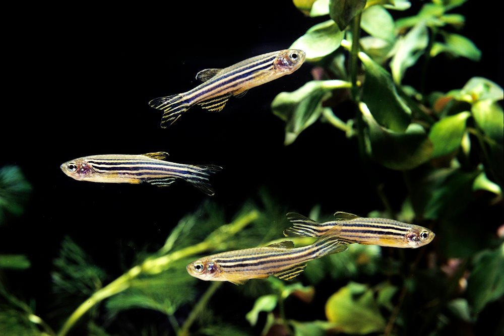 Care Guide for Zebra and Leopard Danios – Energetic Little Speedsters - Aquarium Co-Op