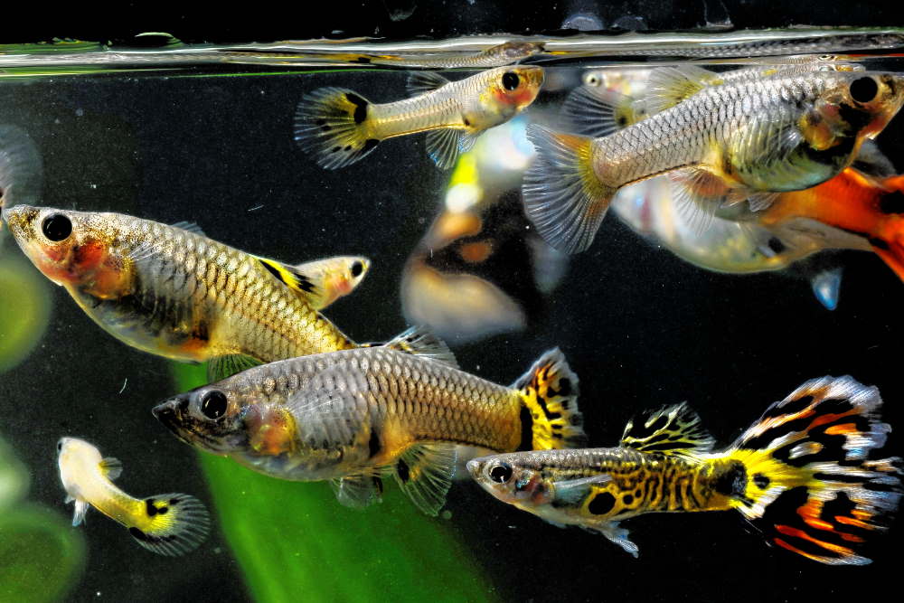Colony Breeding: The Easiest Way to Breed Livebearers for Profit - Aquarium Co-Op