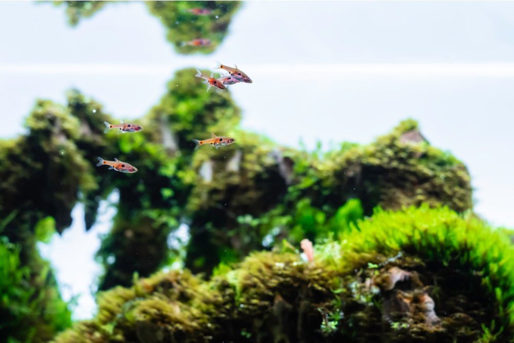 Cookie Cutter Setups for 10-Gallon Freshwater Aquariums - Aquarium Co-Op