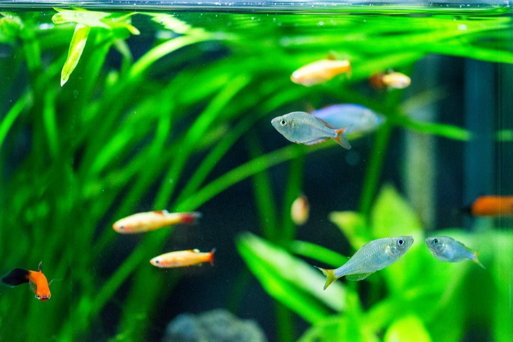 Everything You Need for a New Aquarium (from 5 to 75 Gallons) - Aquarium Co-Op