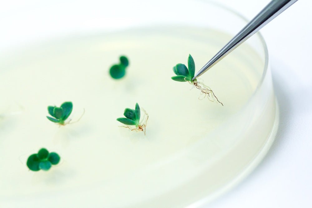Everything You Need to Know About Tissue Culture Aquarium Plants - Aquarium Co-Op