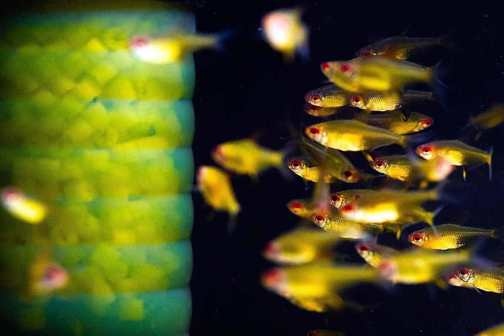 Fish Tank Filters: Which One Should You Get? - Aquarium Co-Op