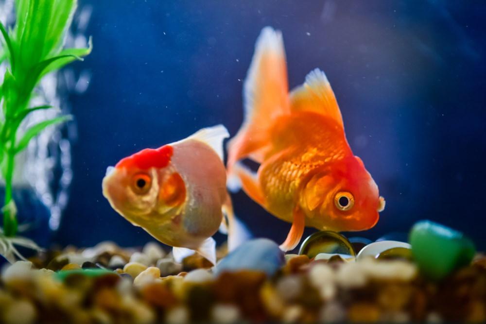 Freshwater Fish Tank Cycling - How to Prepare for New Fish - Aquarium Co-Op