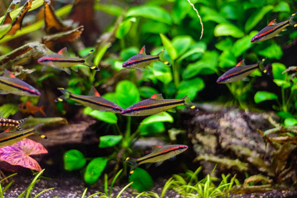 How Many Fish Can I Put in a Fish Tank? - Aquarium Co-Op
