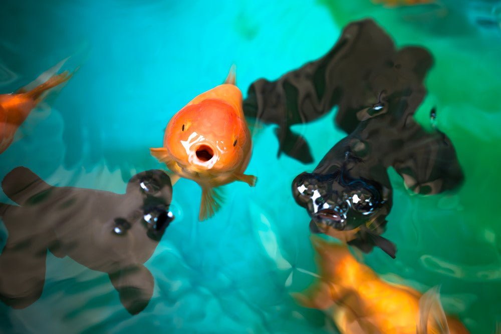 How Often Do You Feed Fish (and How Much)? - Aquarium Co-Op