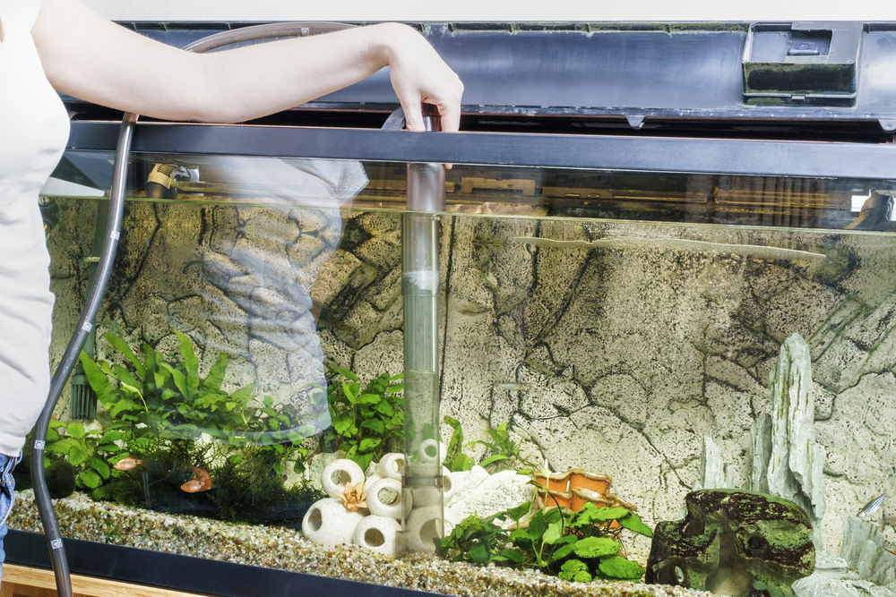How Often Do You Have to Change Water in a Fish Tank? - Aquarium Co-Op