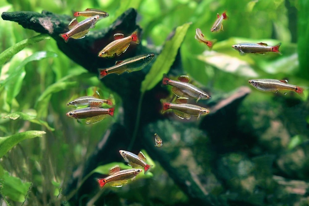 How to Breed and Raise Egg-Scattering Fish in Your Aquarium - Aquarium Co-Op