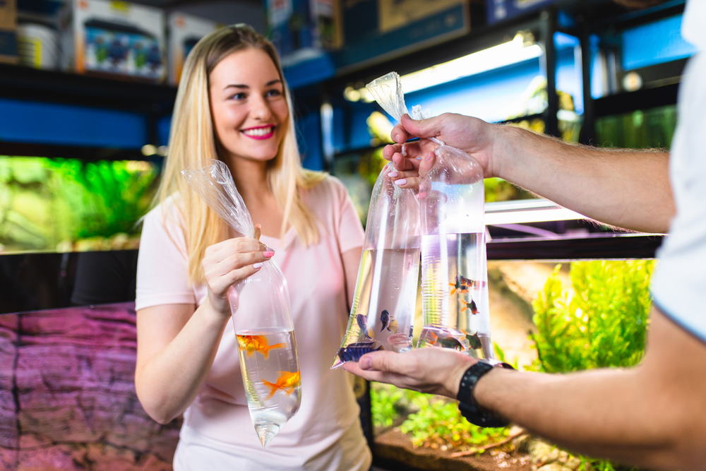 How to Breed Aquarium Fish for Profit - Aquarium Co-Op