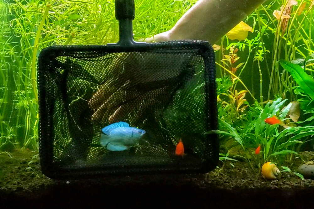 How to Catch Aquarium Fish Like a Pro - Aquarium Co-Op