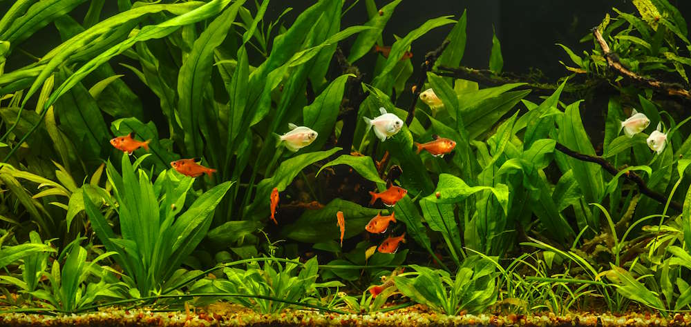 How to Choose Aquarium Plants - Aquarium Co-Op