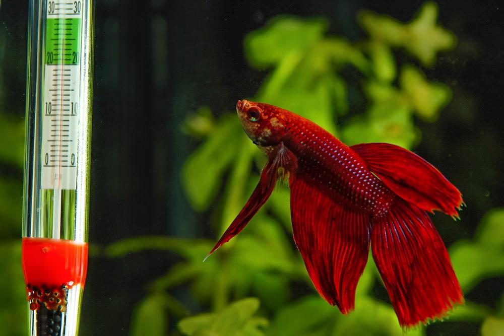 How to Choose the Right Aquarium Heater - Aquarium Co-Op