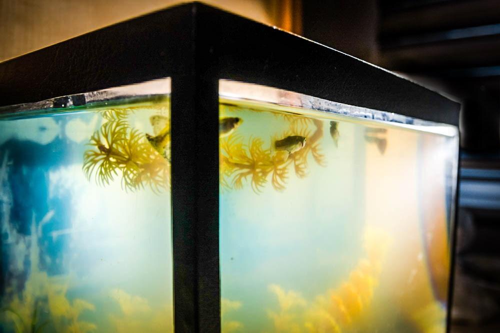 How to Clear Up a Cloudy Fish Tank - Aquarium Co-Op