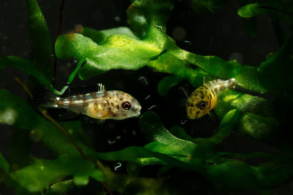 How to Culture Microworms for Fish Fry - Aquarium Co-Op