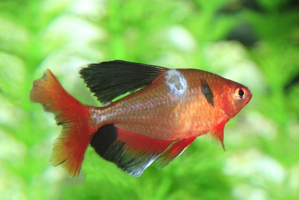 How to Cure Fungus on Aquarium Fish - Aquarium Co-Op