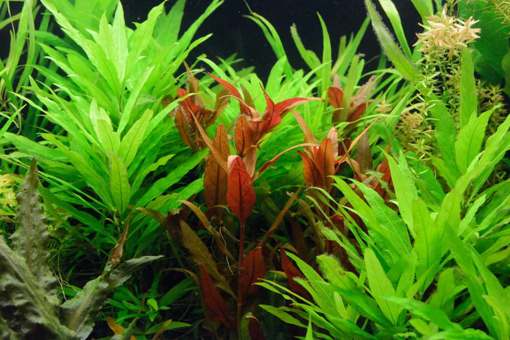 How to Fertilize Your Planted Tank the EASY Way - Aquarium Co-Op