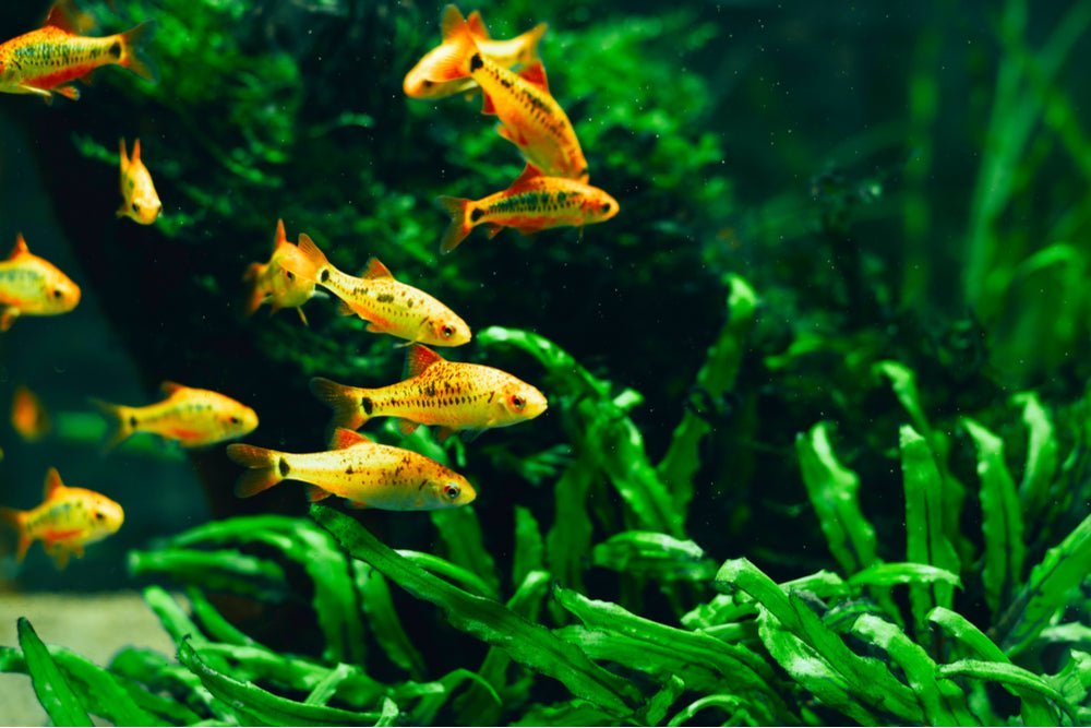 How to get help from Aquarium Co-Op - Aquarium Co-Op