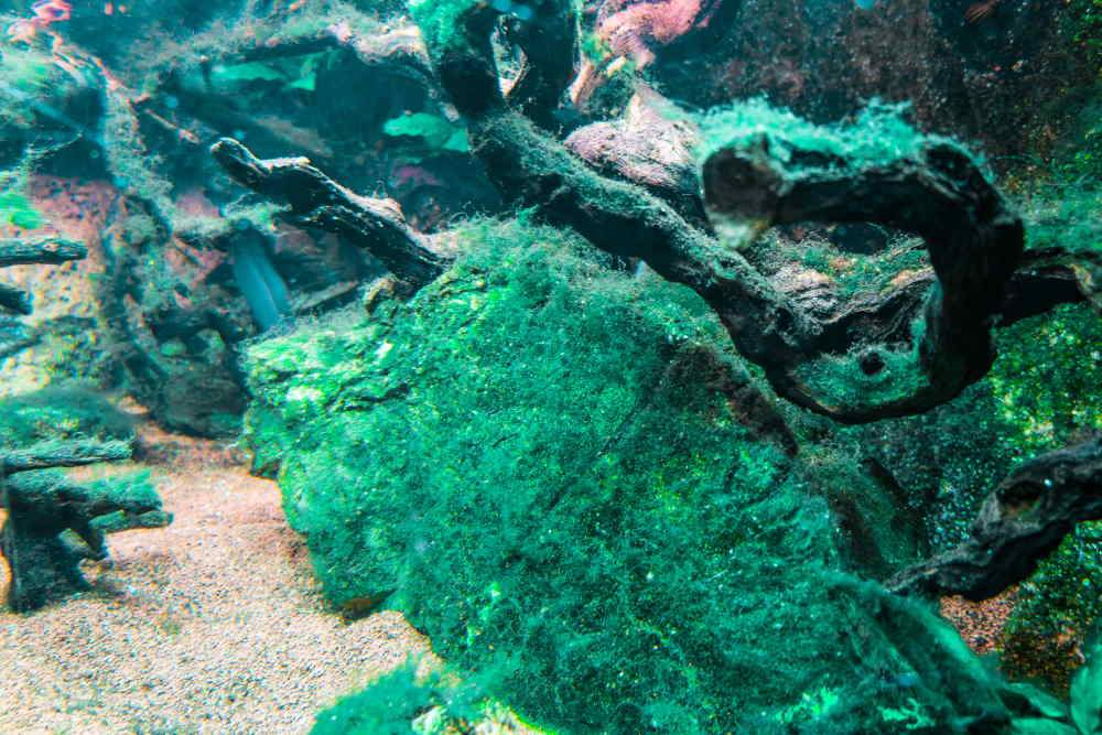 How to Get Rid of Blue-Green Algae in Aquariums - Aquarium Co-Op