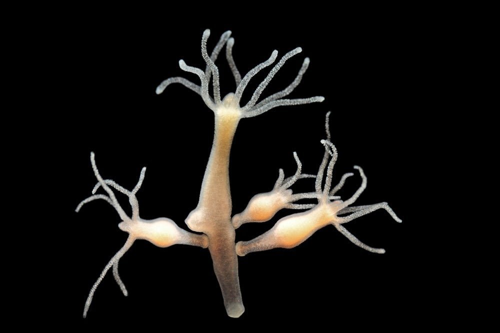 How to Get Rid of Hydra in Your Aquarium - Aquarium Co-Op