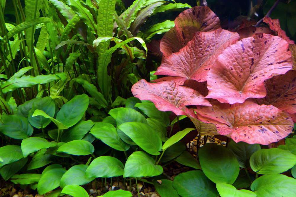 How to Get Started with Aquarium Plants - Aquarium Co-Op