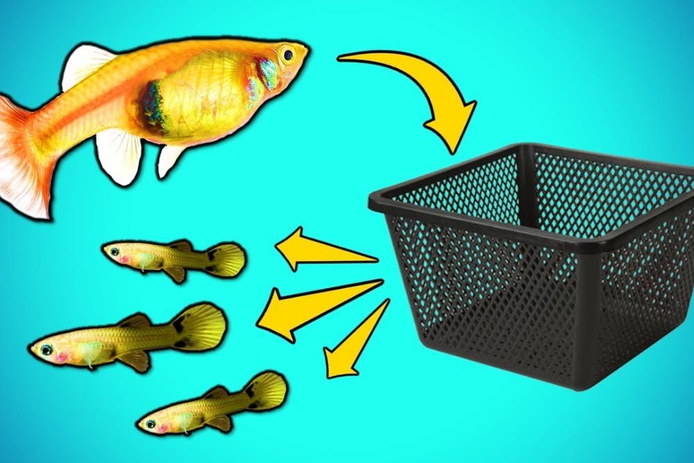 How to Make a DIY Fry Trap for Breeding Aquarium Fish - Aquarium Co-Op