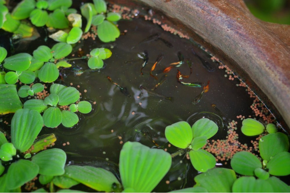 How to Make a Mini Outdoor Pond for Aquarium Fish - Aquarium Co-Op