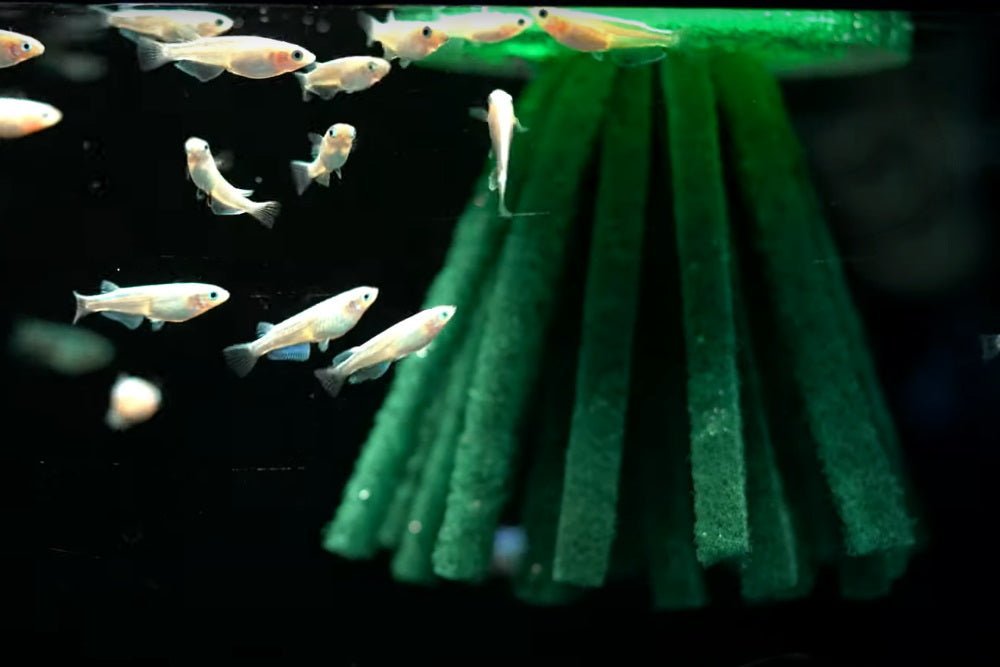 How to Make DIY Spawning Mops for Breeding Aquarium Fish - Aquarium Co-Op