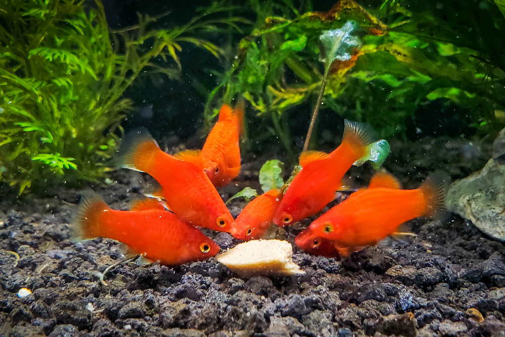 How to Make Gel Fish Food in 7 Minutes - Aquarium Co-Op