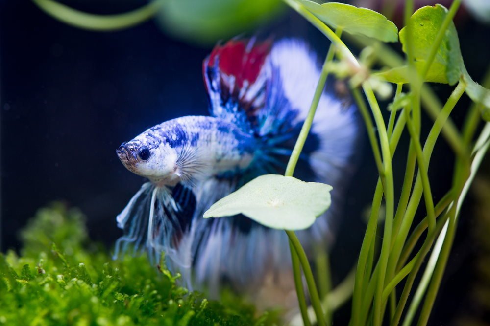 How to Make Your Betta Fish Happy with 5 Enrichment Ideas - Aquarium Co-Op