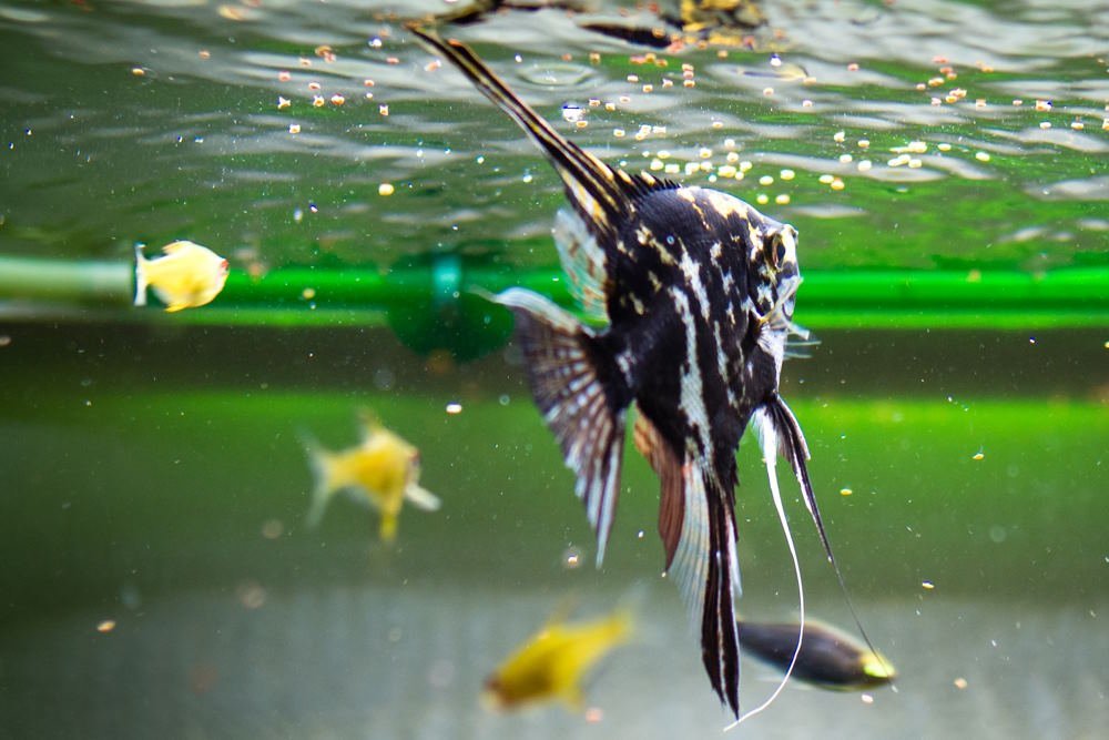 How to Pick the Best Fish Foods That Aquarium Fish Can’t Resist - Aquarium Co-Op