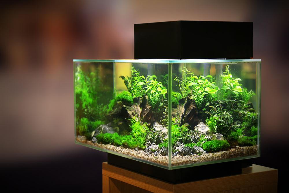 How to Pick the Best Planted Aquarium Light - Aquarium Co-Op