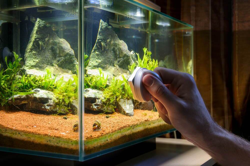 How to Properly Clean Your Fish Tank - Aquarium Co-Op
