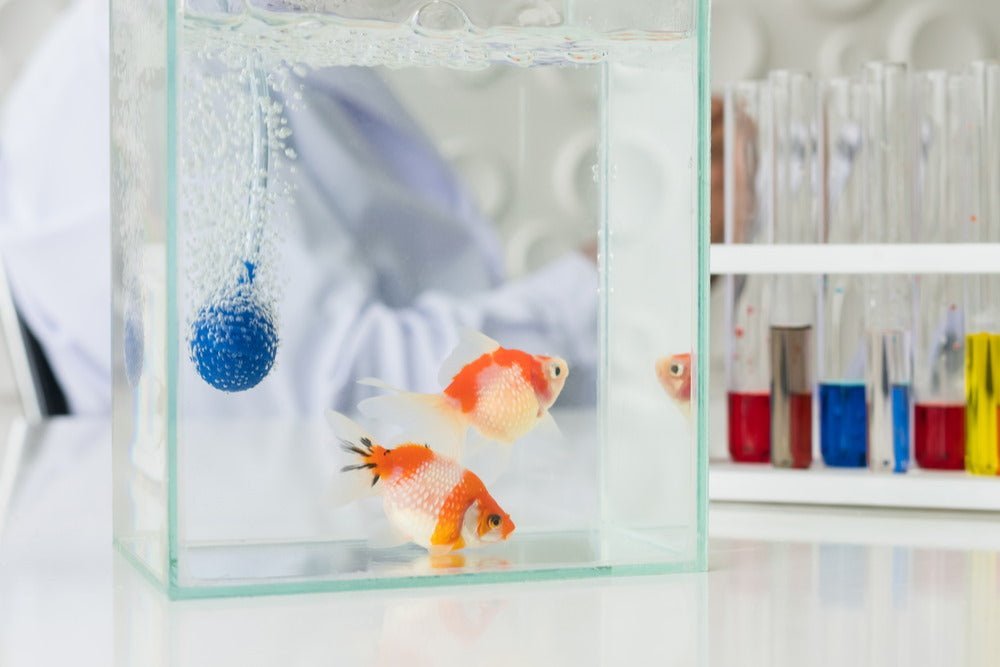 How to Quarantine Fish the Easy Way - Aquarium Co-Op