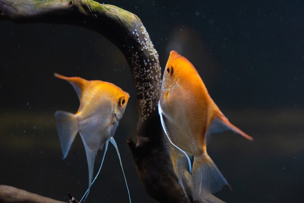 How to Raise Baby Fish Fry in Your Aquarium - Aquarium Co-Op