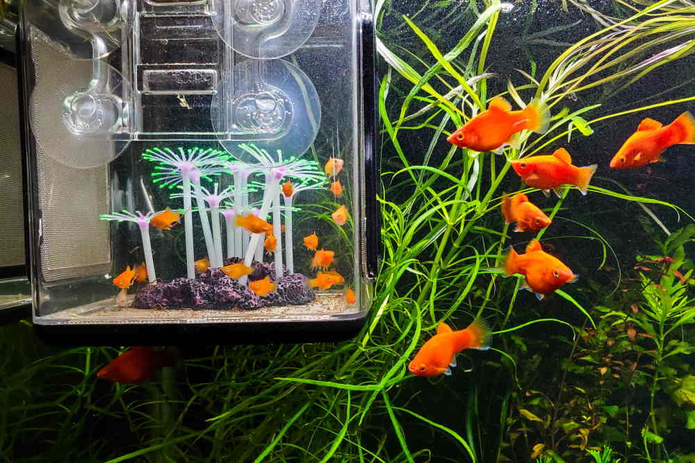 How to Save Your Baby Fish with a Breeder Box - Aquarium Co-Op