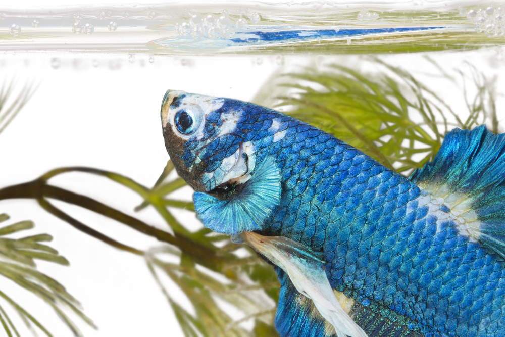 How to Set up a Beautiful Betta Fish Tank - Aquarium Co-Op